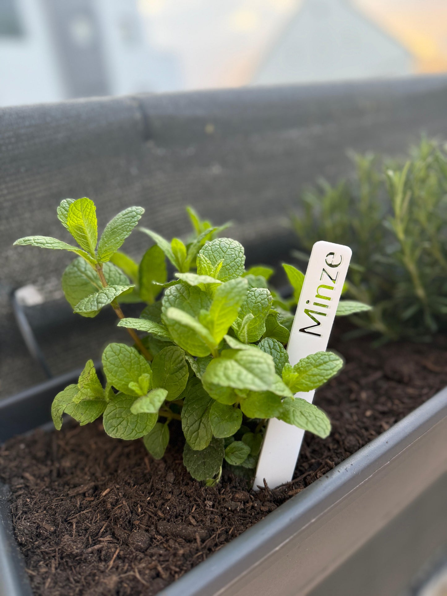 Gartenstecker, Kräuterstecker, Pflanzenstecker aus Arcylglas - myUniq GbR